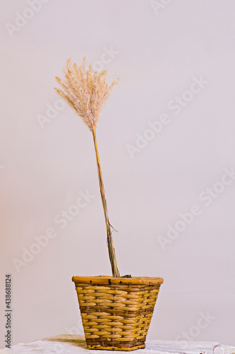 beautiful home decoration plant on white background
