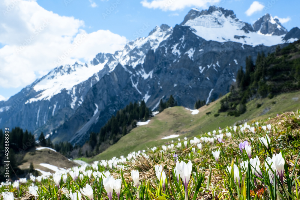 Springtime in the Austrian Alps with Crocus in the foreground, Vorarlberg, Austria, Europe