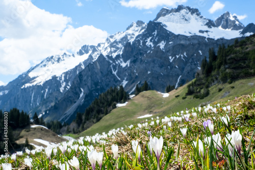 Springtime in the Austrian Alps with Crocus in the foreground, Vorarlberg, Austria, Europe © Erich 