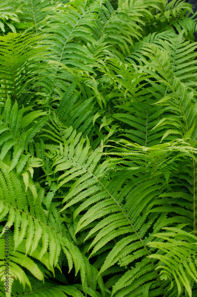 Great green bush of fern with green leaves in forest or in botanical garden.