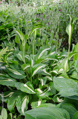 Green bush of Hosta with variegated leaves and beautiful flowers for garden.