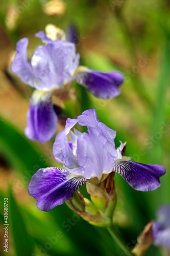 Colorful iris in summer garden
