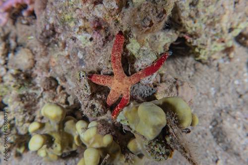 Starfish On the seabed in the Red Sea, Eilat Israel 