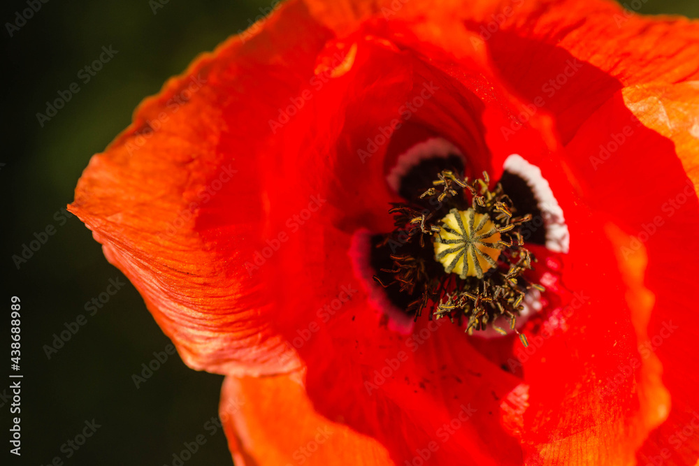 The flowers poppies in the wheat The flowers poppies in the wheat