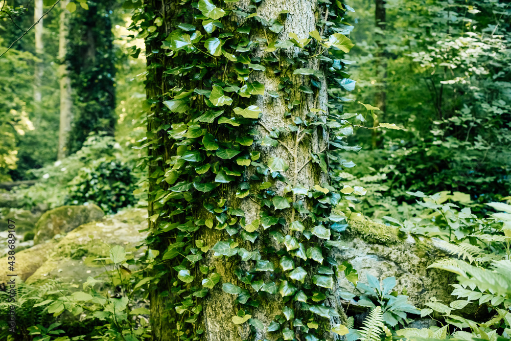 Fototapeta premium Vines with green leaves entwine a tree trunk in a green forest.