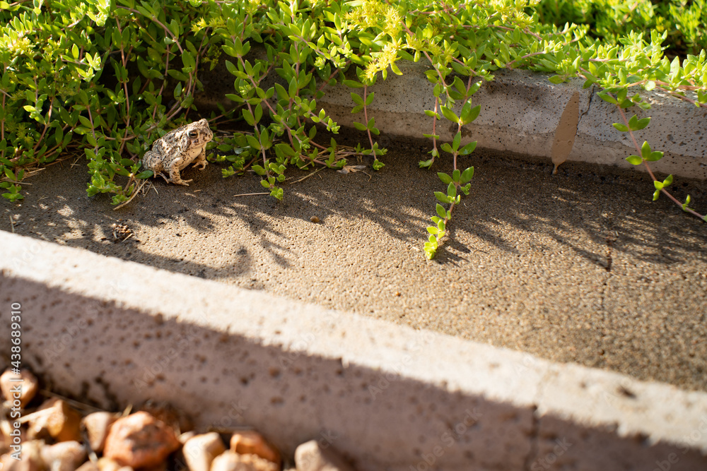 Toad on a splash block with vegetation Toad on a splash block with vegetation