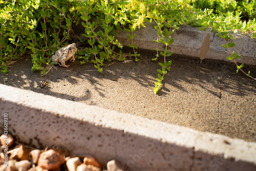 Toad on a splash block with vegetation