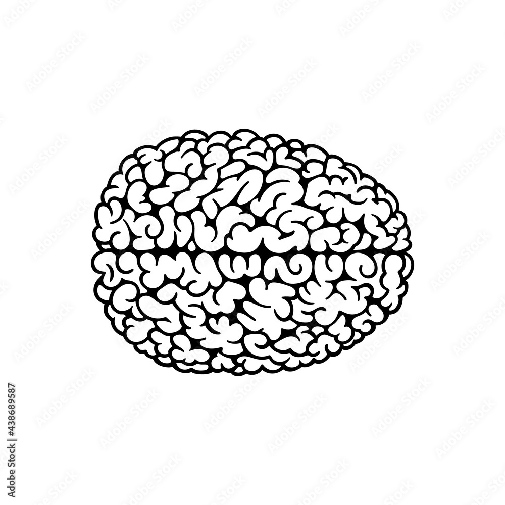 Brain hemispheres. Human brain top view hand drawn vector illustration. Brain outline drawing. Part of set. Brain hemispheres. Human brain top view hand drawn vector illustration. Brain outline drawing. Part of set.