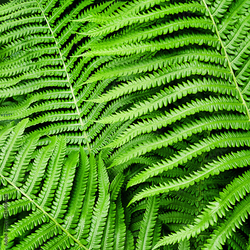 Nature pattern made from green fern leaves.