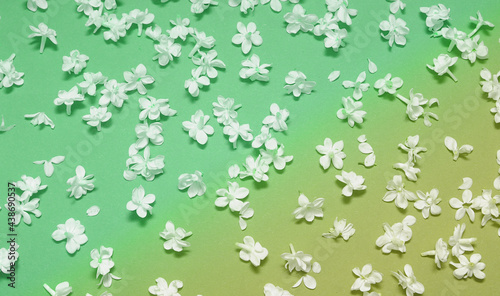 Lilac petals on lime green colorl background. Flowers blossoming spring pattern with lilac 