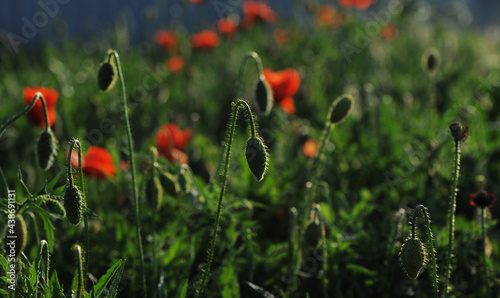Beautiful meadow at sunset with red poppies.