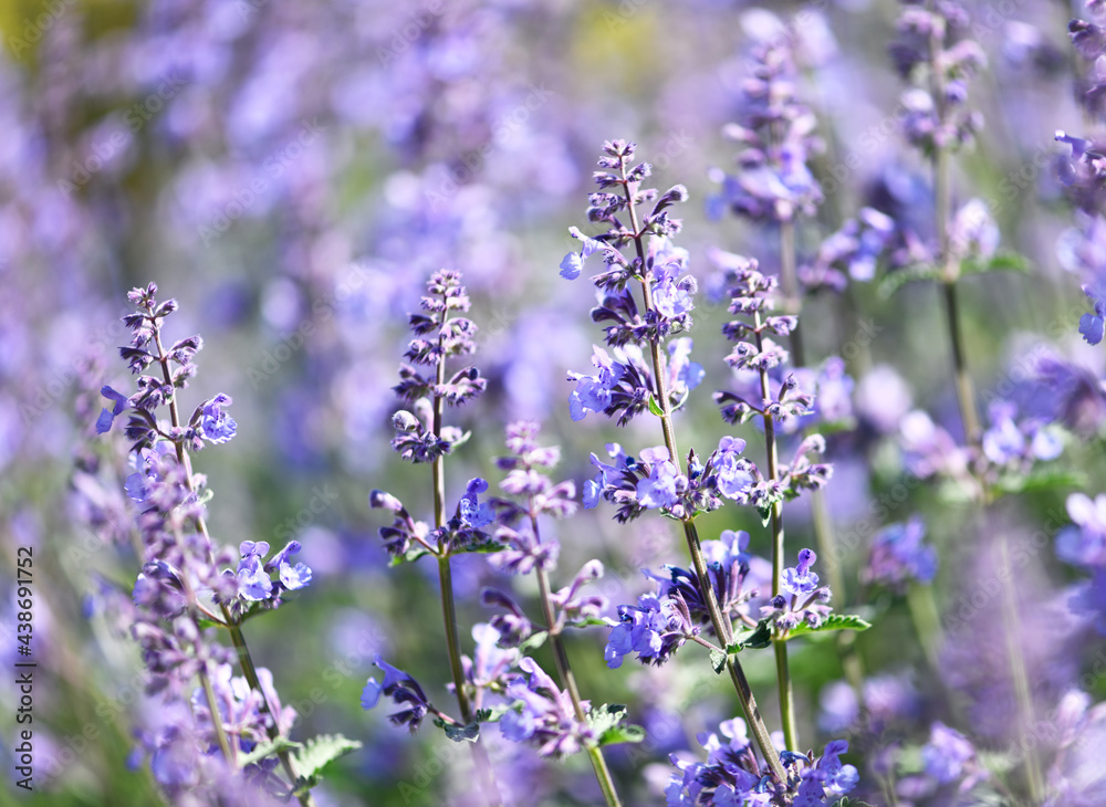 Naklejka premium Selective focus on lavender flower. Plant background. Close up. 