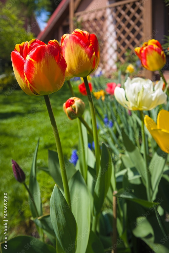 Red Yellow tulips in a spring garden 