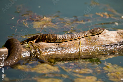 Northern water snake sunning on log in pond