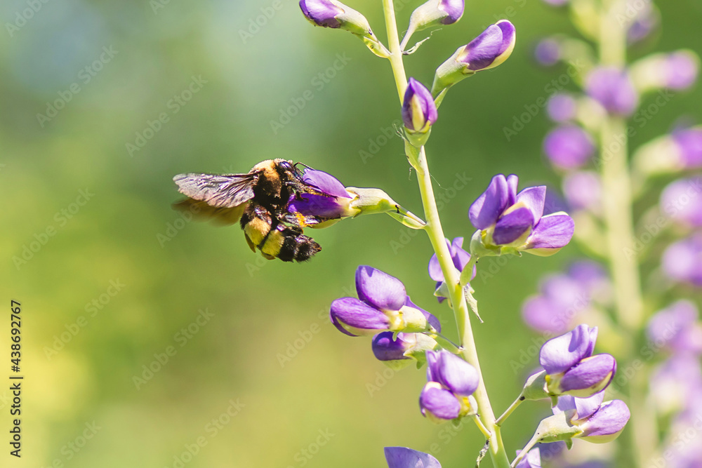 A bee is working on a plant of lupine flower A bee is working on a plant of lupine flower
