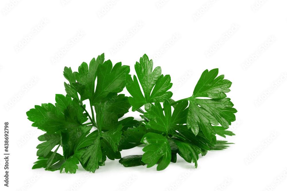 a bunch of lettuce parsley, isolate for clipping on a white background a bunch of lettuce parsley, isolate for clipping on a white background