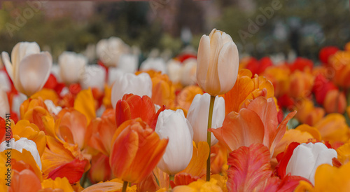 Background of multicolored red orange white tulip flowers. Close up view. Wallpaper, long horizontal banner