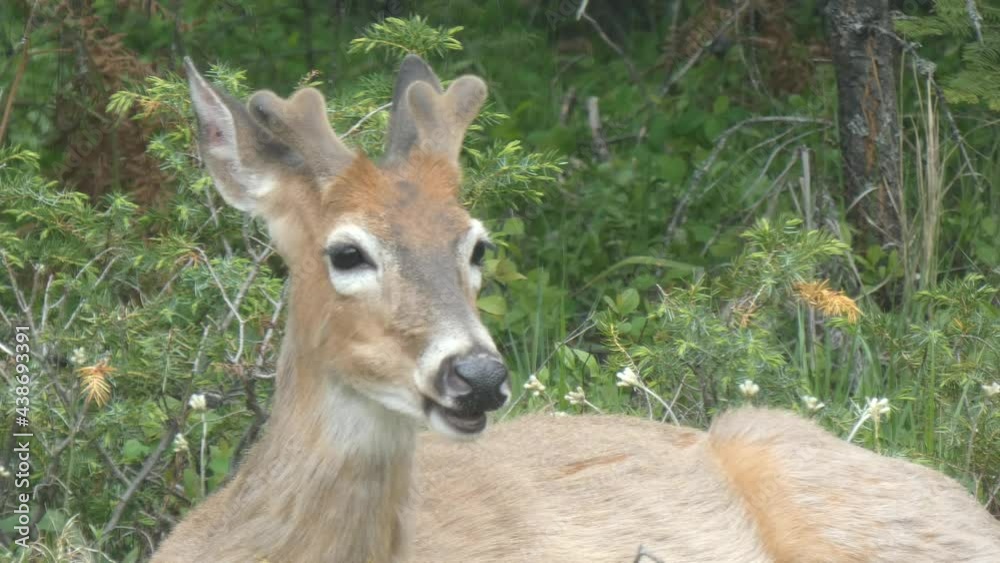Handsome Lone Buck, Deer Face Close Up, Velvet Antlers, Whitetail Front Facing Handsome Lone Buck, Deer Face Close Up, Velvet Antlers, Whitetail Front Facing
