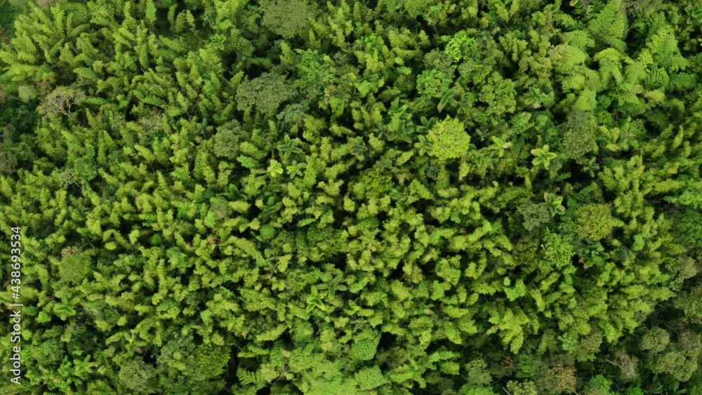 Aerial view, flying over a natural patch of bamboo and palm trees inside a tropical forest in South America Aerial view, flying over a natural patch of bamboo and palm trees inside a tropical forest in South America