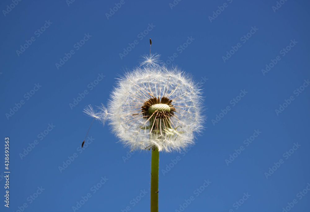 White fluffy dandelion with seeds, against a clear blue sky White fluffy dandelion with seeds, against a clear blue sky