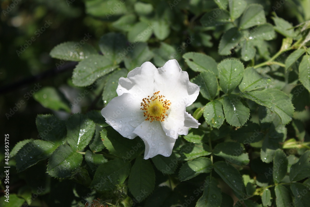 Obraz premium white and yellow flowers