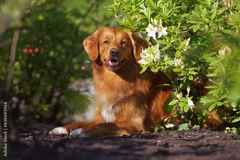 Nova Scotia Duck Tolling Retriever (Toller dog) posing outdoors lying down on a ground near a blooming rhododendron bush with white flowers in spring