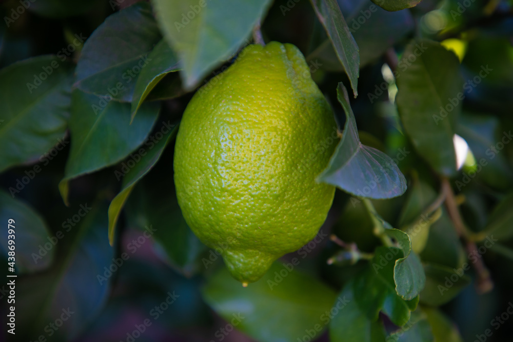 A Green lemon busy turning yellow on a lemon tree