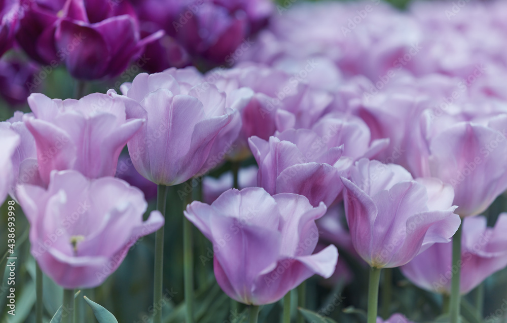Fototapeta premium Pink Tulips. Close up. Selective and soft focus. 