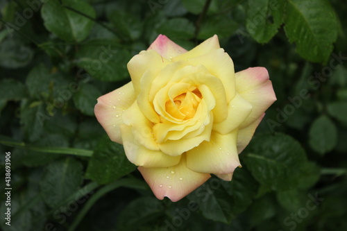 single yellow rose