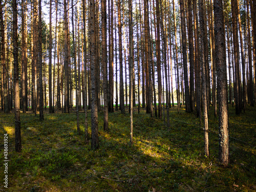pine forest