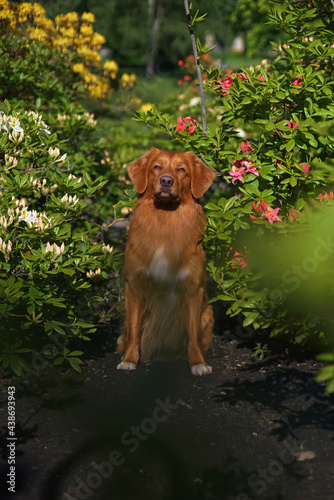 Serious Nova Scotia Duck Tolling Retriever (Toller dog) posing outdoors sitting between rhododendron bushes with pink and white flowers in spring