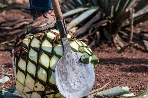 blue agave pine photo