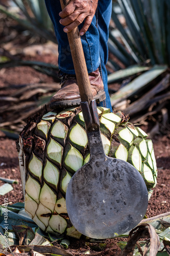 Fototapeta blue agave pine