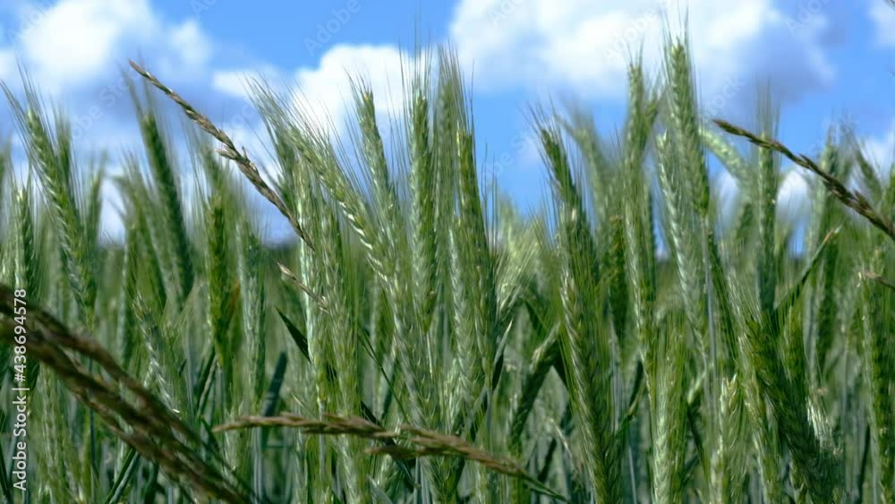 green wheat field in summer time green wheat field in summer time