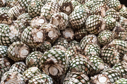 Fototapeta blue agave pine