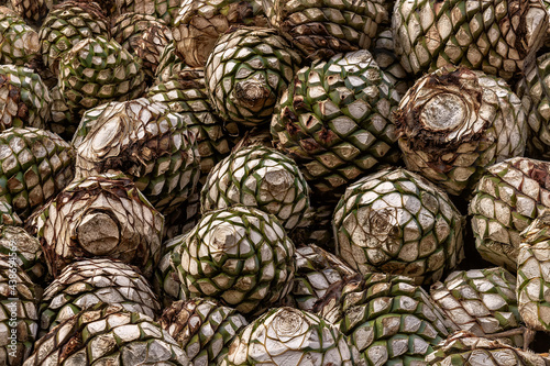 Fototapeta blue agave pine