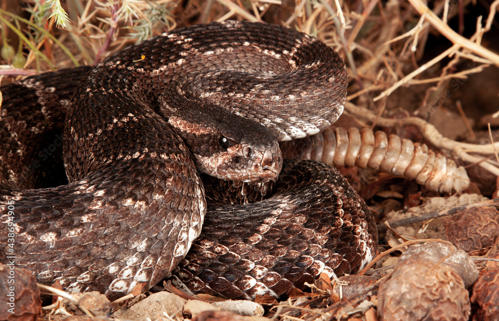 Southern Pacific Rattlesnake (Crotalus helleri). Southern Pacific Rattlesnake (Crotalus helleri).