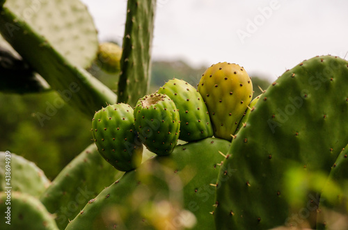 Fototapeta prickly cactus fruit