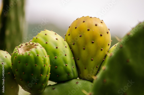 Fototapeta prickly cactus fruit