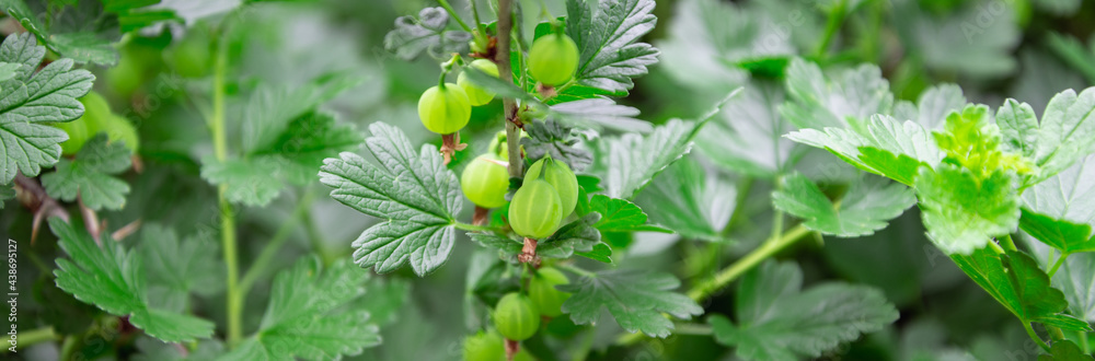 Fototapeta premium Green gooseberries ripen on the bushes.