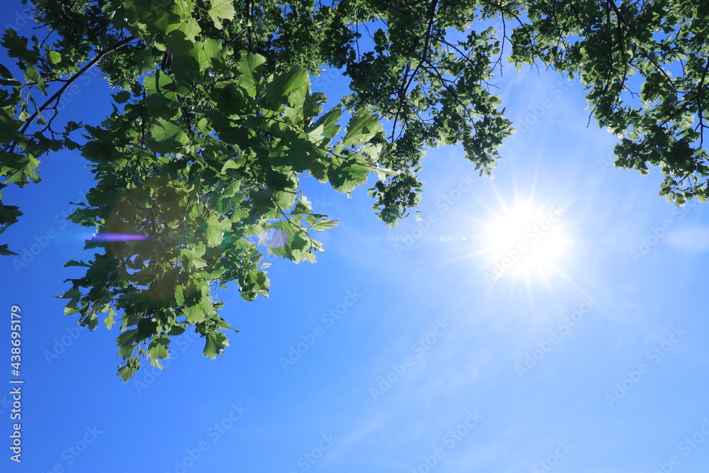 Obraz premium leaves against sky