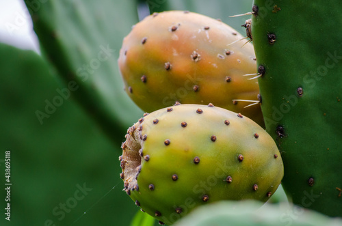 Fototapeta prickly cactus fruit