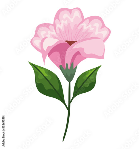 light pink flower with leaves