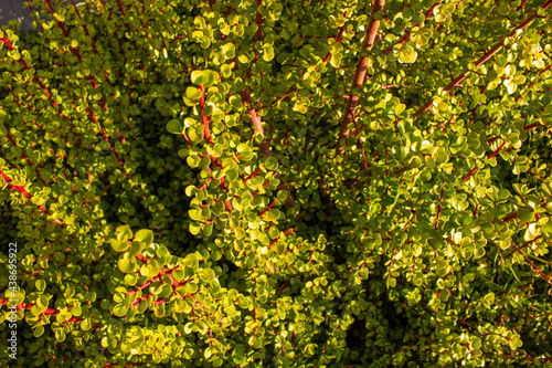 Top view of the Portulacaria afra plant.  Also Known as Spekboom