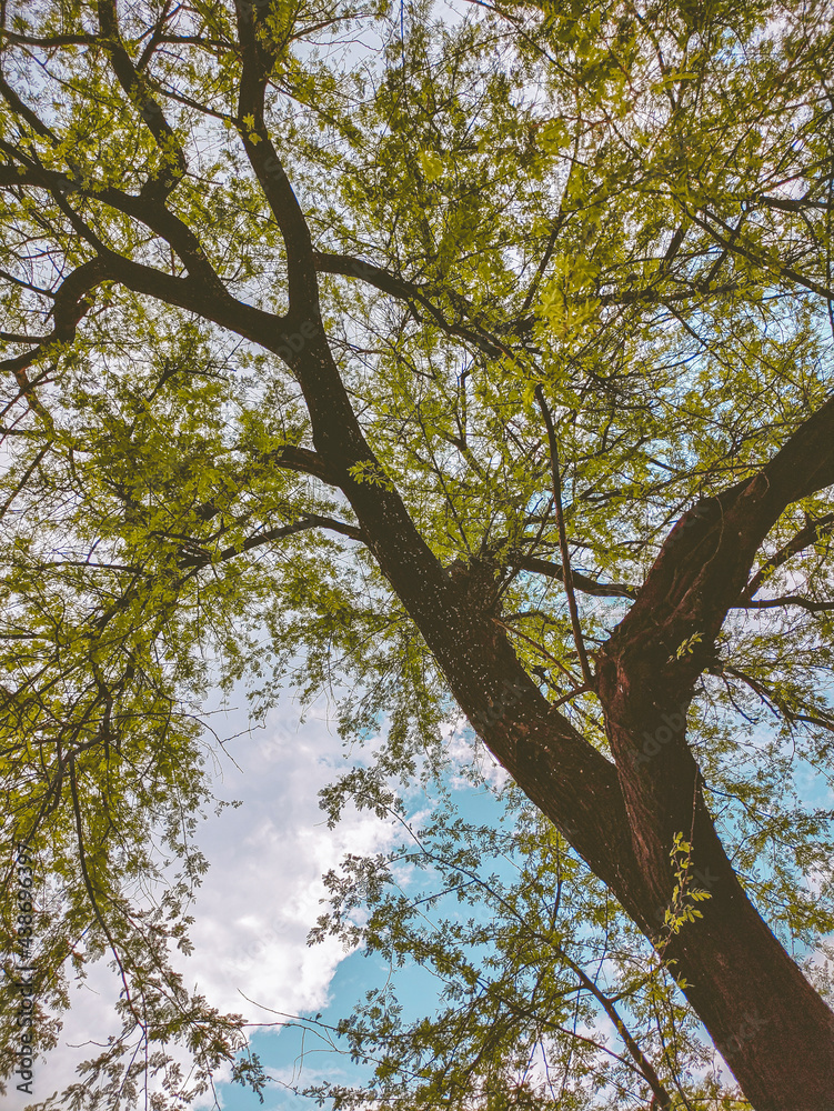 Fototapeta premium trees and sky