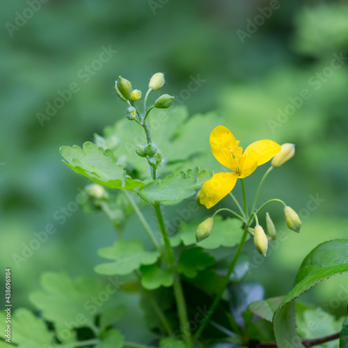 Glistnik, jaskółcze ziele, roślina z żółtymi kwiatami w i zielonymi liśćmi w czasie wiosennego kwitnienia 
