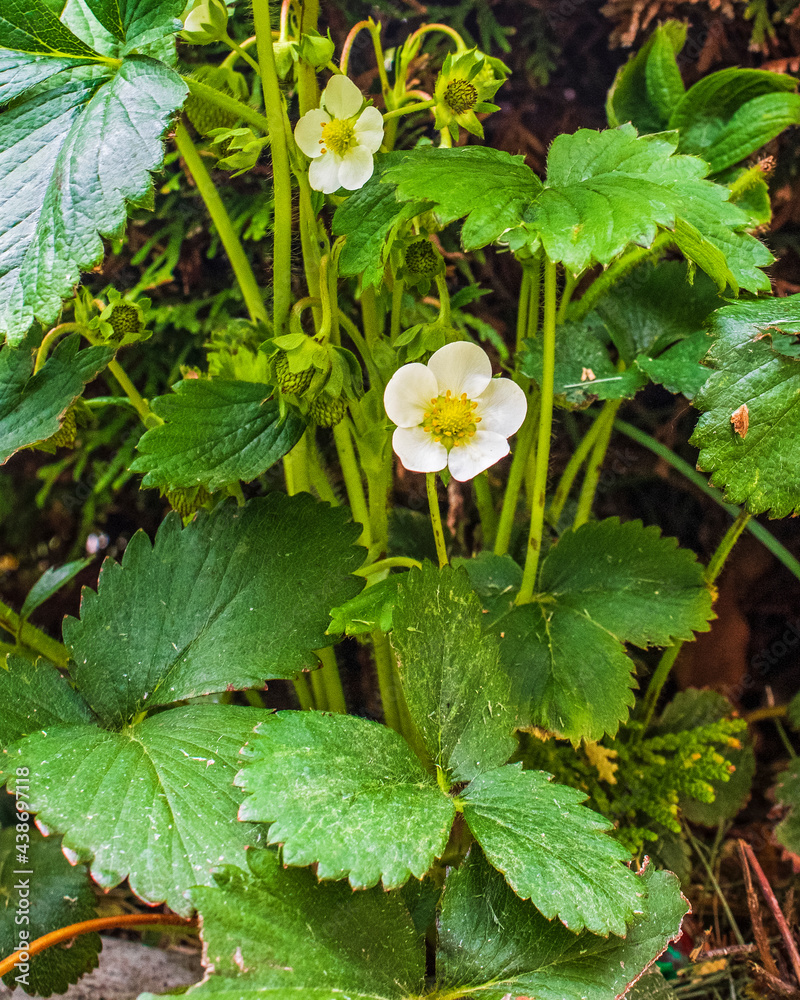 Strawberry plant blossoming with green strawberries starting to grow Strawberry plant blossoming with green strawberries starting to grow