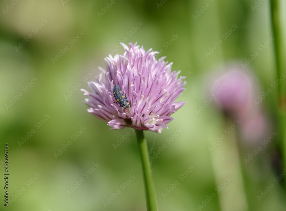 7-spot Ladybird (Coccinella septempunctata) pupa on a pink and purple Chive flower 7-spot Ladybird (Coccinella septempunctata) pupa on a pink and purple Chive flower