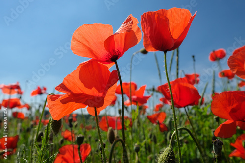 Naturfoto Impression mit roten Mohnblumen im Getreidefeld und strahlend blauer Himmel - Stockfoto