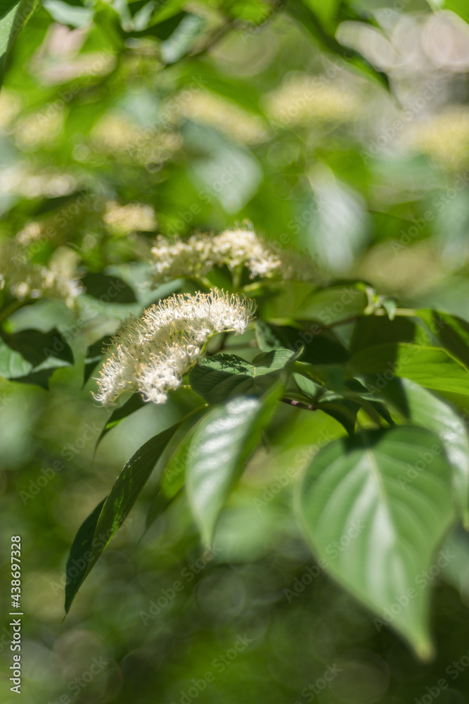 Spirea. Small white flowers in lush bunches on a blurry background of a spring blooming garden. Selective focus Spirea. Small white flowers in lush bunches on a blurry background of a spring blooming garden. Selective focus